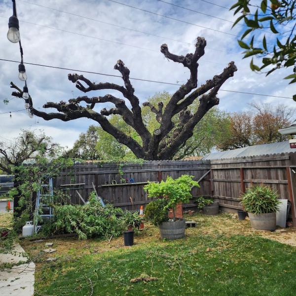 Custom Tree Care
