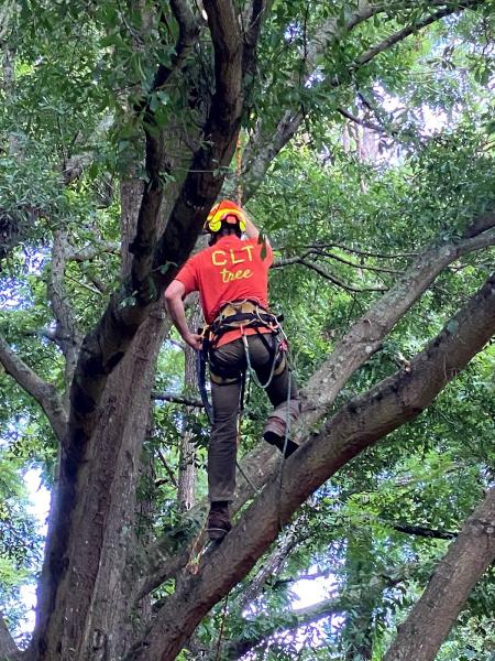 CLT Tree LLC