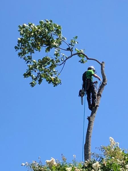 CLT Tree LLC