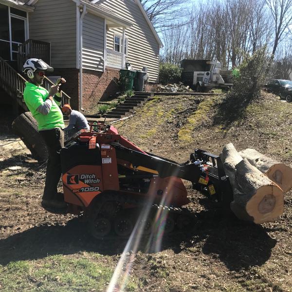 CLT Tree LLC