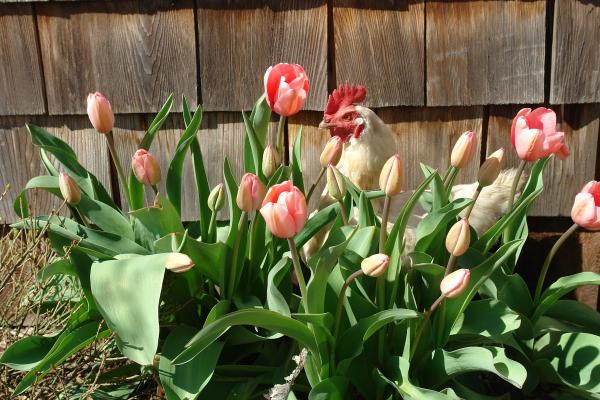 Botanica Fine Gardens and Landscapes