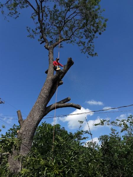 Chico's Tree Love & Care