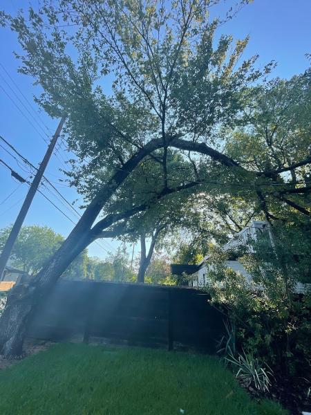Chico's Tree Love & Care