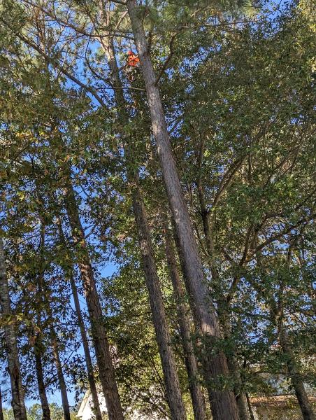 Top Line Tree Service LLC