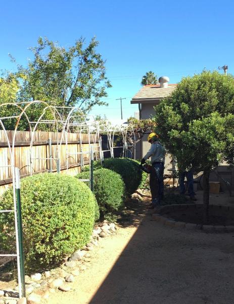Quality Tree Services