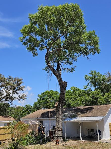 Family First Tree Care