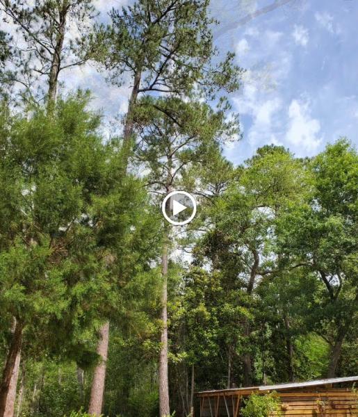 Family First Tree Care