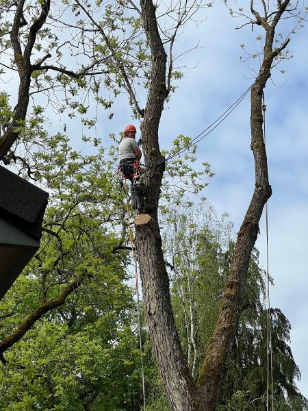 Cascade Tree Works