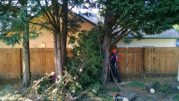 Cascade Tree Works