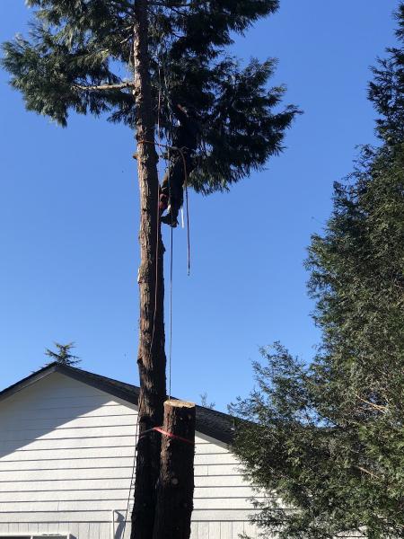 Cascade Tree Works