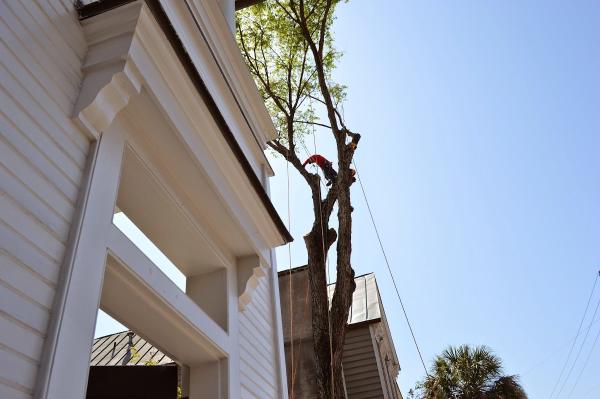 Charleston Tree Company