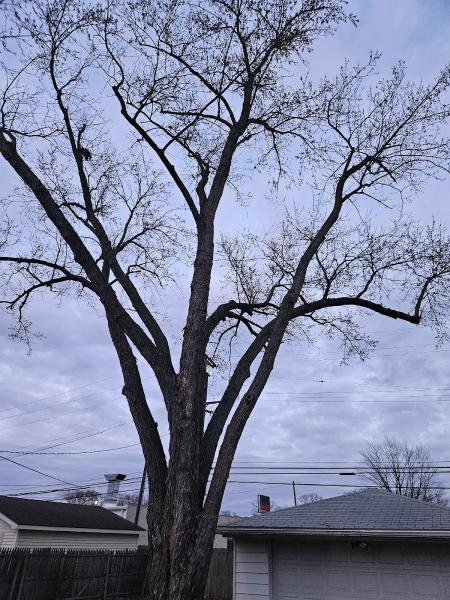 Frank Jastrabek's Tree Service Inc