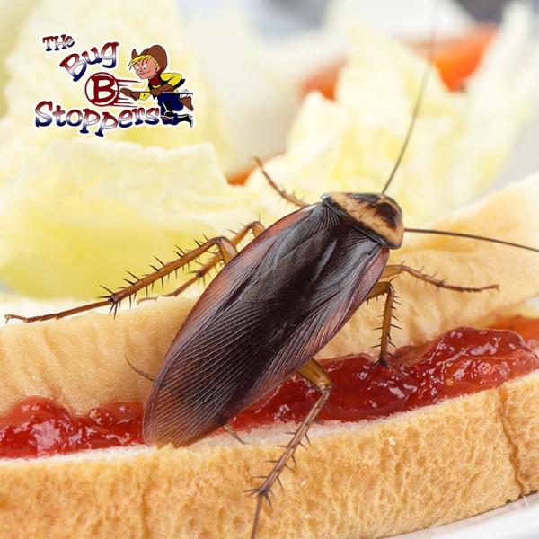 The Bugstoppers Pest Control