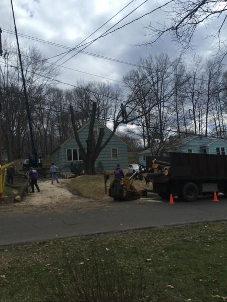 Jandreau's Tree Services