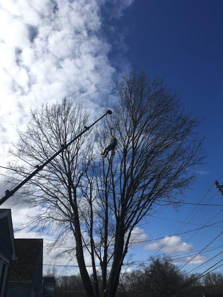 Jandreau's Tree Services