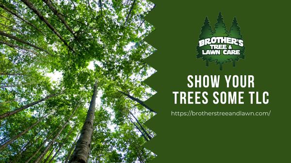 Brother's Tree Care