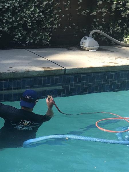 Bulldog Pool Service and Repair