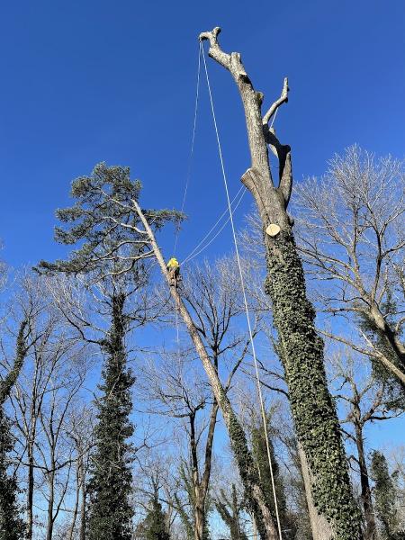 Outdoor Exposure Tree Service