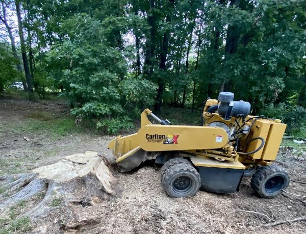 Outdoor Exposure Tree Service