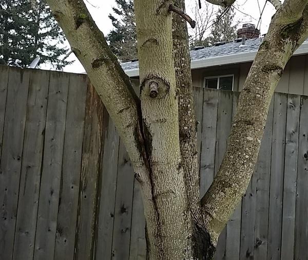 A to Z Tree Care and Services
