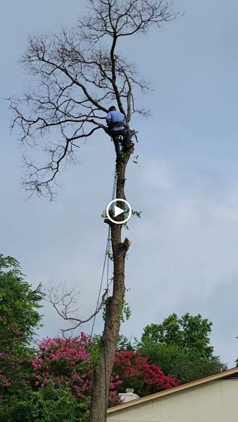 Beny's Tree Service