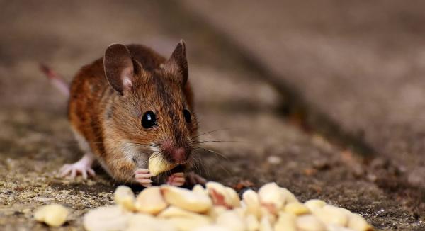 Acton Pest Control Services