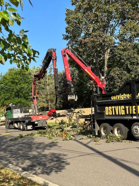 Ostvig Tree Care