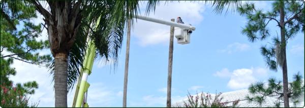 Tree Service Phoenix