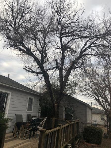 Midtown Tree Service