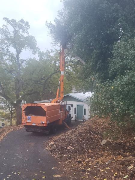 Lone Pine Tree Service