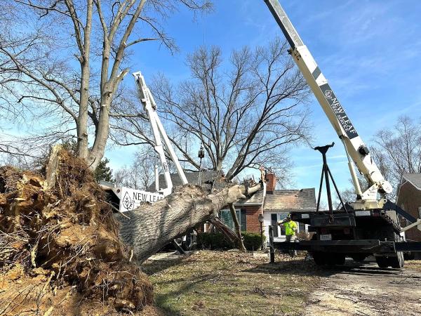 New Leaf Tree Service