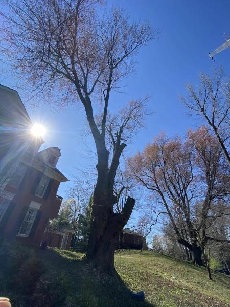New Leaf Tree Service