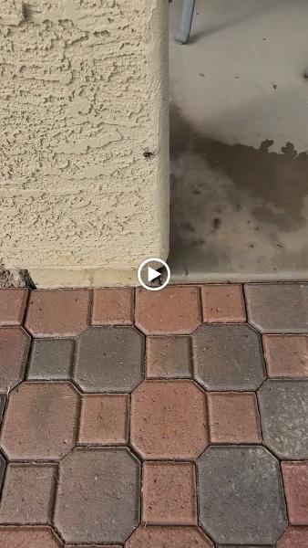 Recon Advanced Pest Control