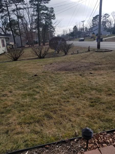 Good Tree & Stump Removal