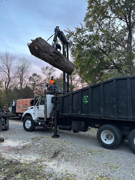 Omar Tree Services LLC