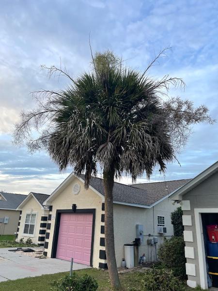 Arbor Tree Care