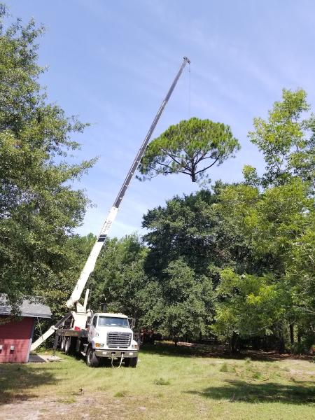 Arbor Tree Care