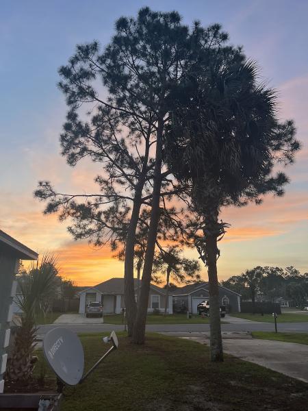 Arbor Tree Care