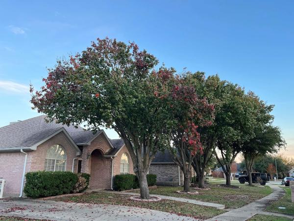 Tactical Tree Operations
