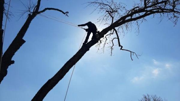 Just-n-Time Tree Service