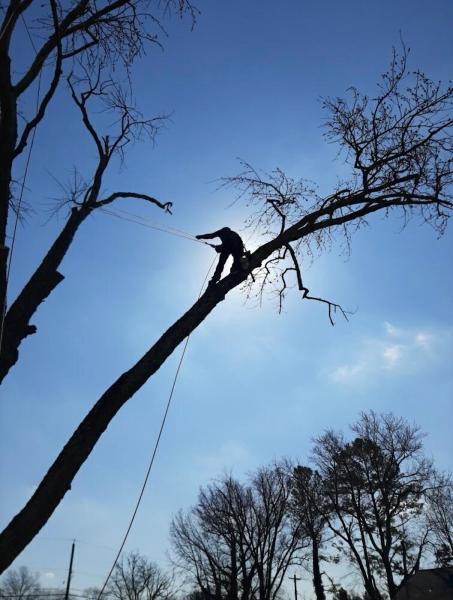 Just-n-Time Tree Service