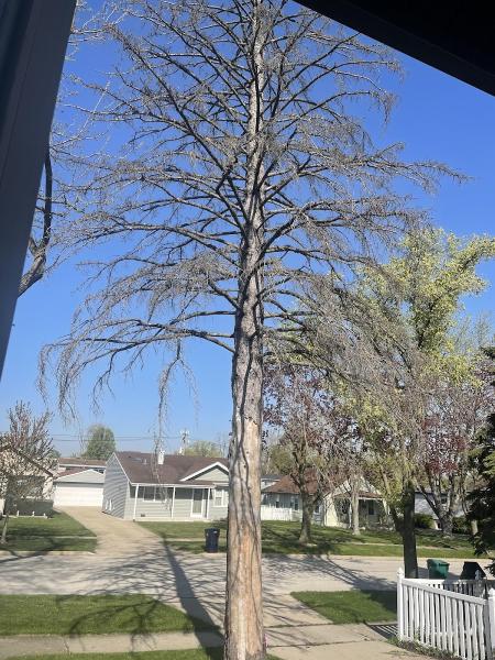 Gutierrez Treeworks Inc.