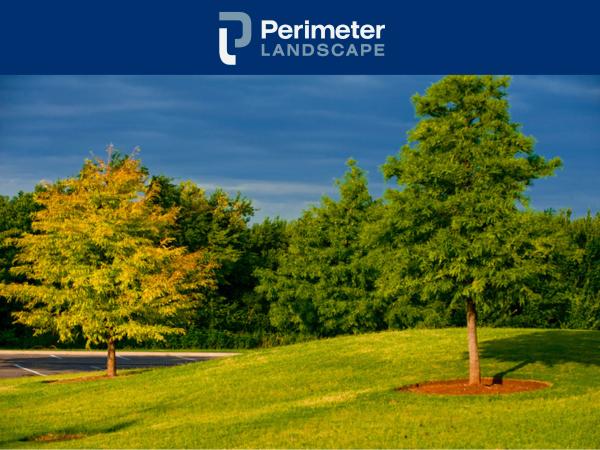 Perimeter Landscape