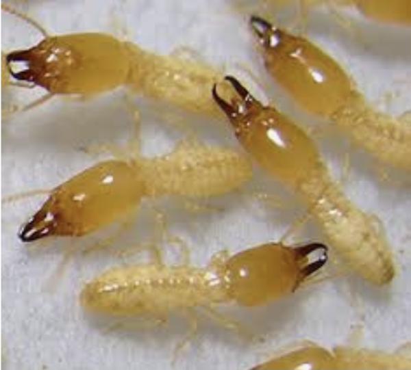 Tru-Science Termite & Pest Control