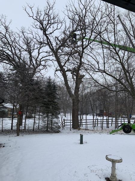 Stang Tree Service