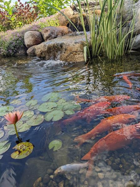 Great Lakes Pondscapes