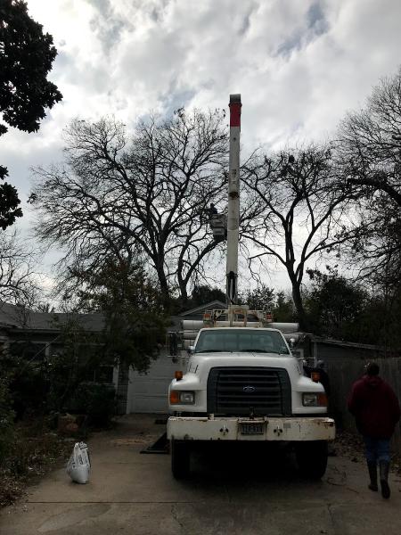 Affordable Arborists By Big Country Trees