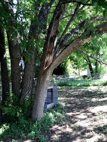 Affordable Arborists By Big Country Trees