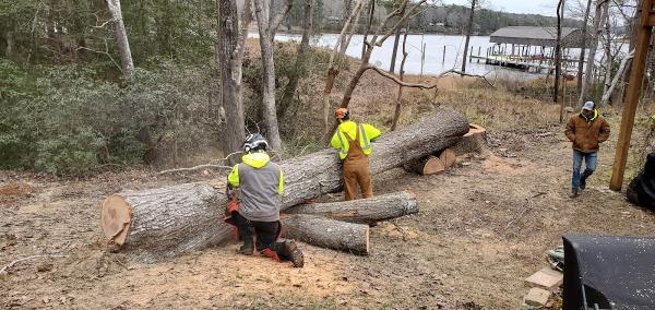 Spotswood Contracting & Tree Experts