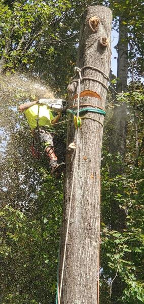 Spotswood Contracting & Tree Experts